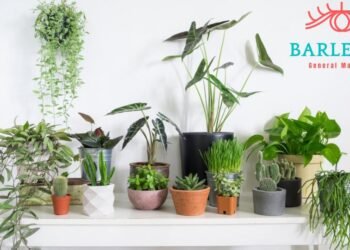 Get Good Value For Your Indoor Plants