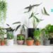 Get Good Value For Your Indoor Plants