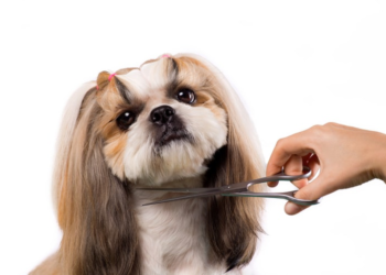 Dog Grooming Shears