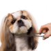 Dog Grooming Shears