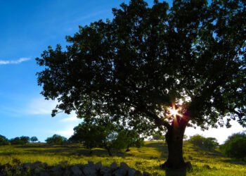 6 Creative Ways of Paying Tribute to a Loved One