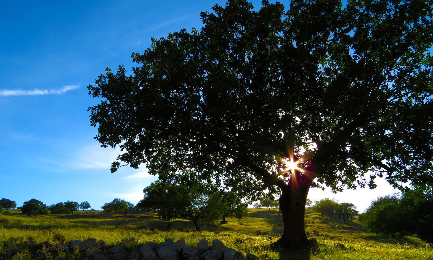 6 Creative Ways of Paying Tribute to a Loved One