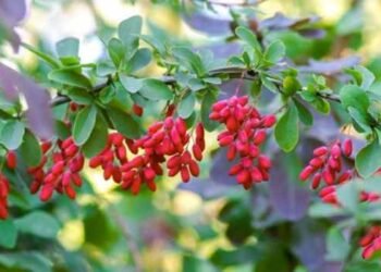 Easy-To-Grow And Low-Maintenance Shrubs and Bushes For Simple Landscaping
