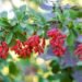 Easy-To-Grow And Low-Maintenance Shrubs and Bushes For Simple Landscaping