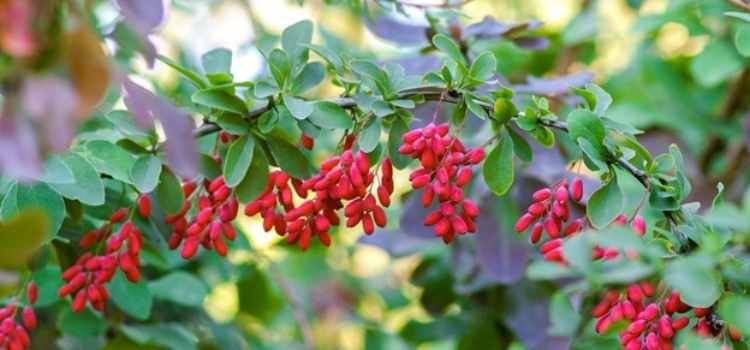 Easy-To-Grow And Low-Maintenance Shrubs and Bushes For Simple Landscaping