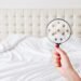 Bed Bugs at Home