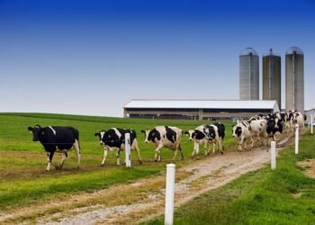 Operating a Dairy Farm