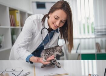 We’ve Compared Pet Insurance Brands So You Don’t Have To