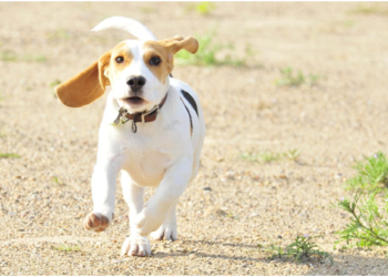 Do Beagles Make Good House Pets?