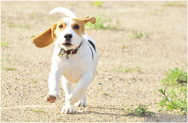 Do Beagles Make Good House Pets?
