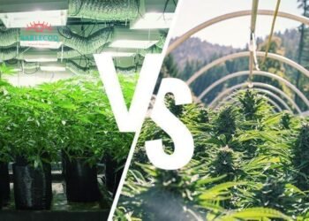 indoor and outdoor-grown cannabis