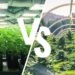 indoor and outdoor-grown cannabis