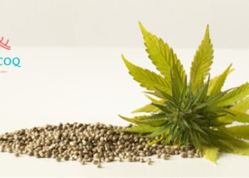 Buying Feminized Cannabis Seeds Online