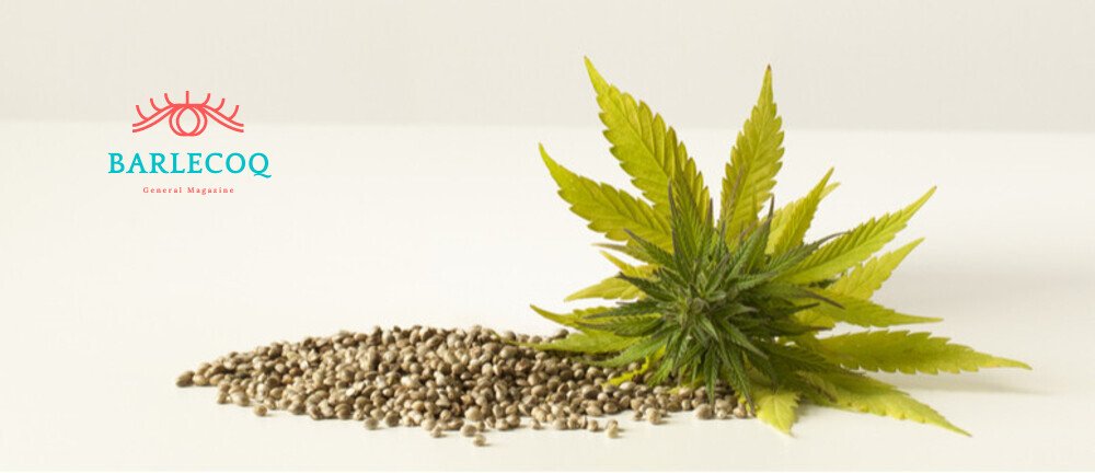 Buying Feminized Cannabis Seeds Online
