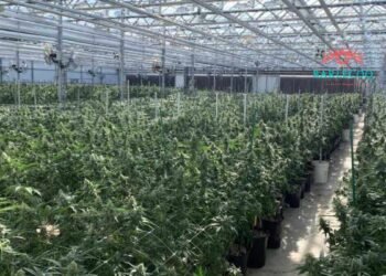 Ways To Grow Cannabis