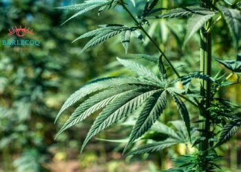 Growing Your Own Medical Marijuana