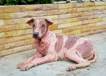 Check Out This Explanation of How to Treat Seborrhea in Your Dog