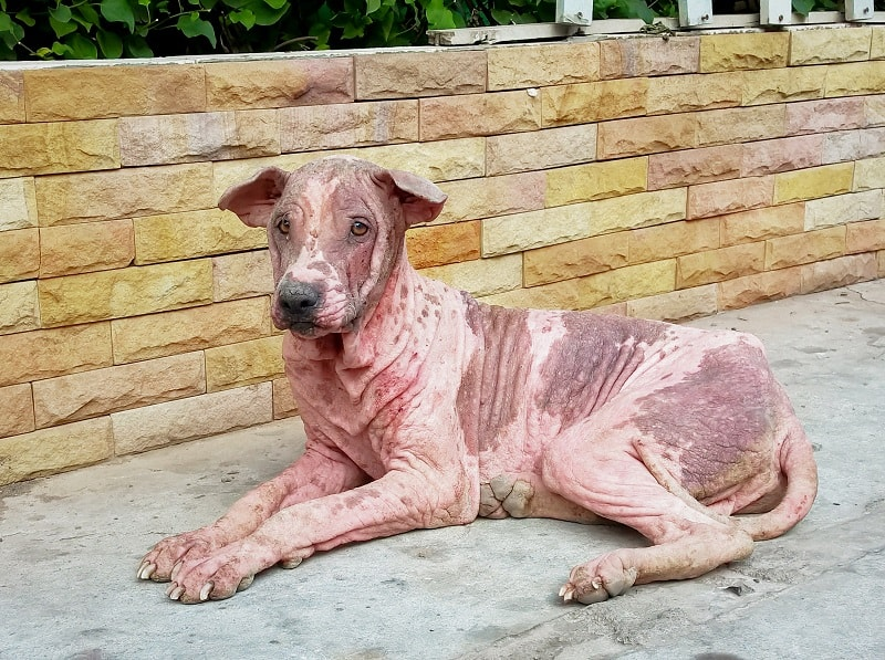 Check Out This Explanation of How to Treat Seborrhea in Your Dog