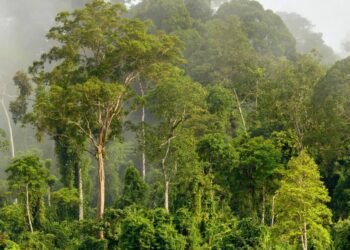 How to Scale Up Natural Climate Solutions