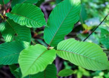Green Vietnam Kratom