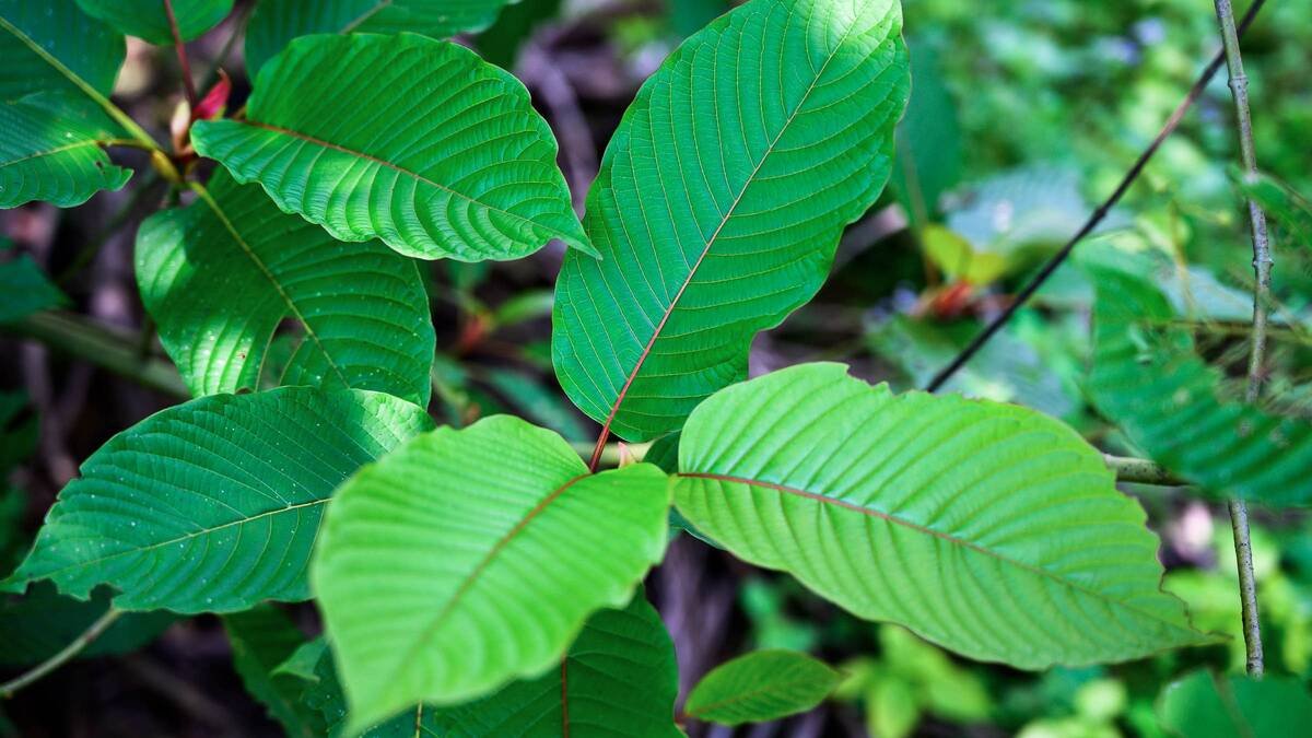 Green Vietnam Kratom