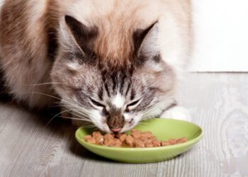 cat food online