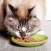 cat food online