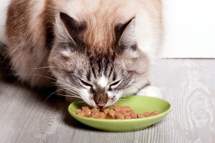 cat food online