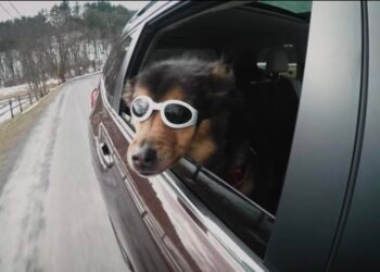 How to Protect Your Puppy's Feet