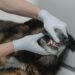 Prevent Plaque From Pets Teeth