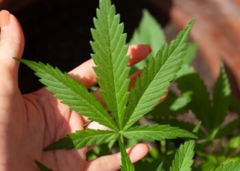 Here's what you need to know about smoking hemp