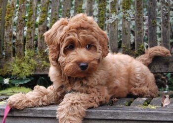 Labradoodle Puppies for Sale