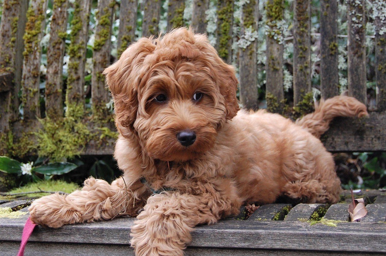Labradoodle Puppies for Sale