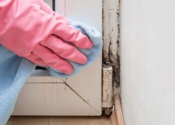 damp and mould in your rental property