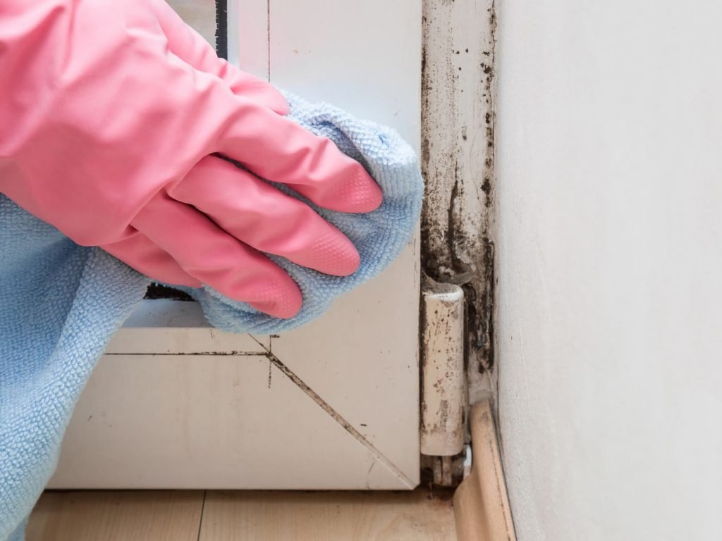 damp and mould in your rental property