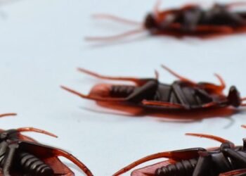 The Benefits of Professional Pest Control Services