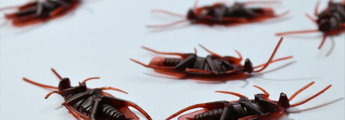 The Benefits of Professional Pest Control Services