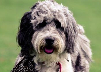 Aussiedoodle puppies for Sale Chicago