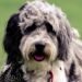 Aussiedoodle puppies for Sale Chicago