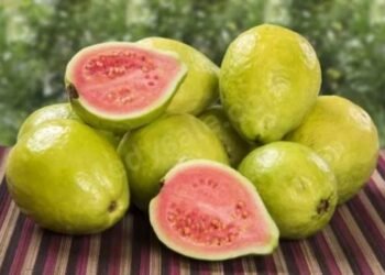 Guava Is A Fruit That Has Many Health Benefits
