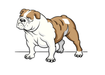 How to draw a bulldog