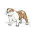How to draw a bulldog